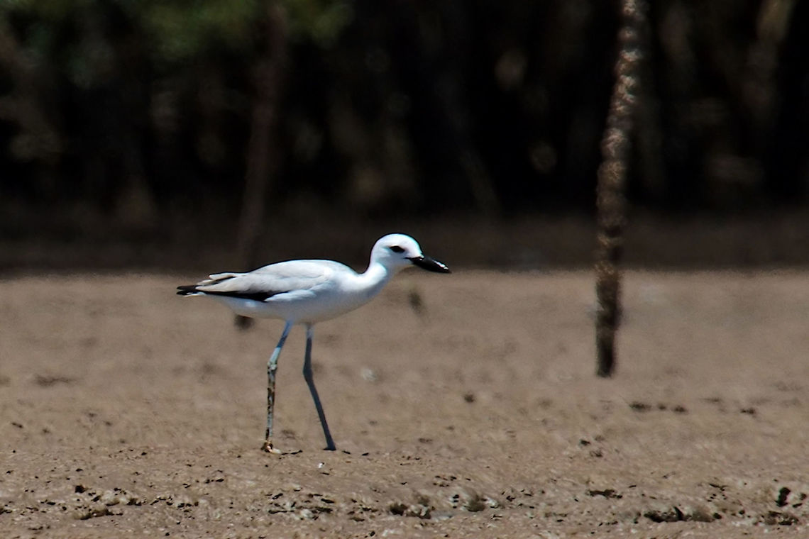 Crab Plover seen near Morondava at La Salina Crab-plover,Dromas ardeola,Geotagged,Madagascar,Morondava,Spring