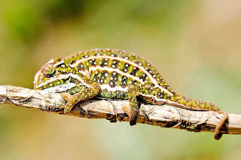 Furcifer campani Furcifer campani seen at Peyrieras Reserve Furcifer campani,Geotagged,Jewelled chameleon,Madagascar,Peyrieras Reptile Reserve,Spring