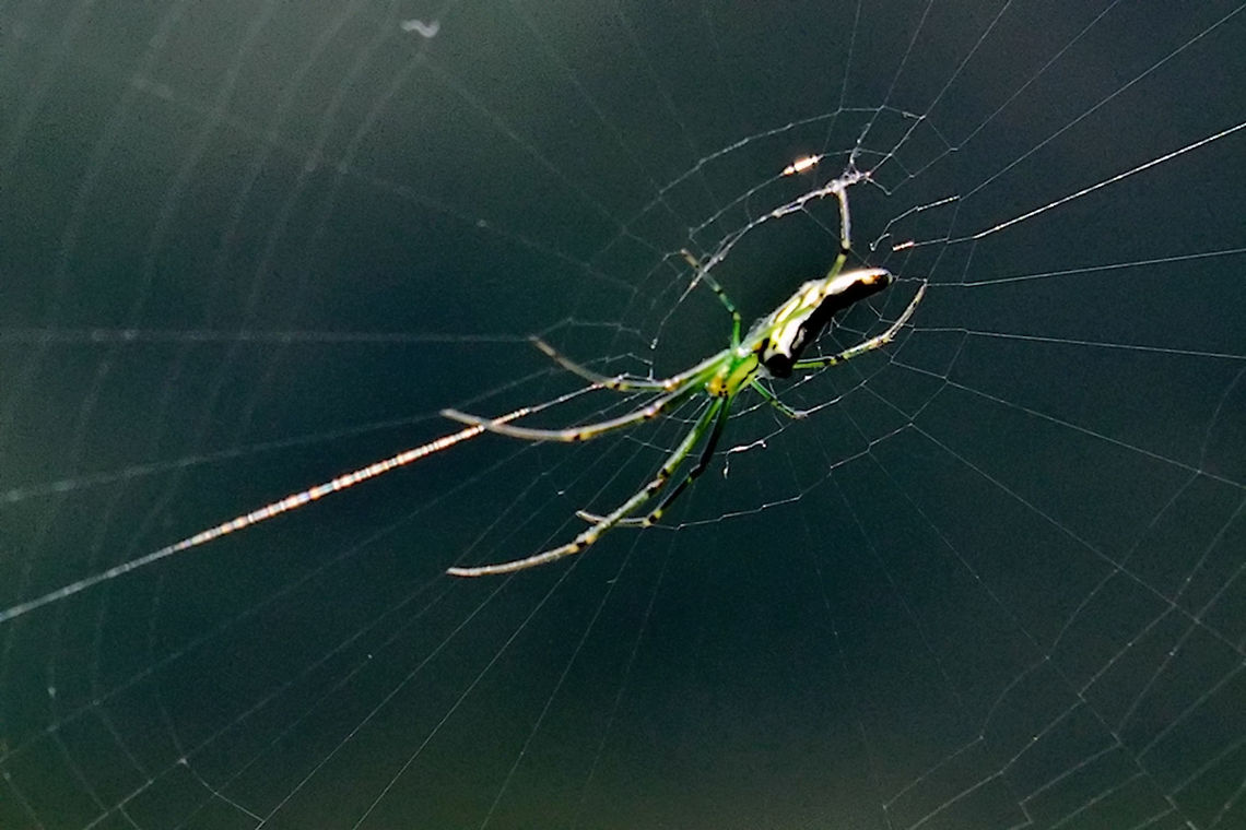 Green Spider wheel-like net weaving green spider, about 4 cm length, at Hotel near Ranomafana<br />
Probably Leucauge undulata thanks to Claire Hamilton ! Geotagged,Leucauge undulata,Madagascar,Ranomafana National Park,Spider,Spring