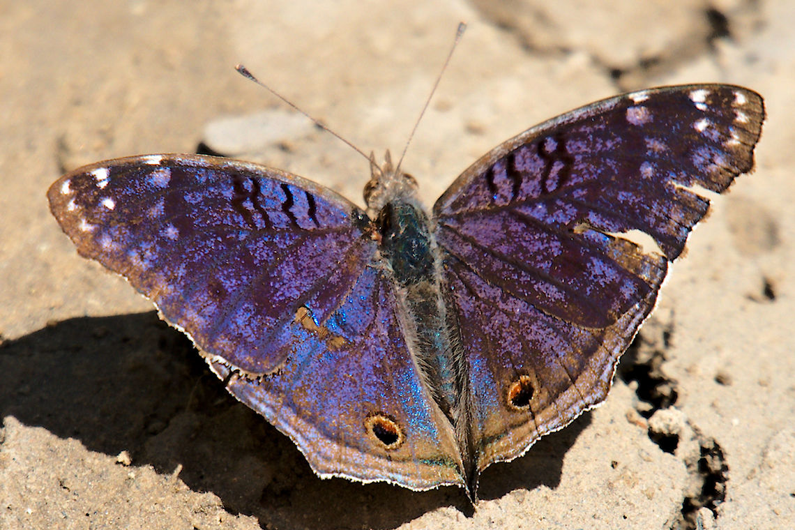 Junonia rhadama Butterfly seen near Morondava at La Salina Brilliant blue,Geotagged,Junonia rhadama,Madagascar,Morondava,Spring