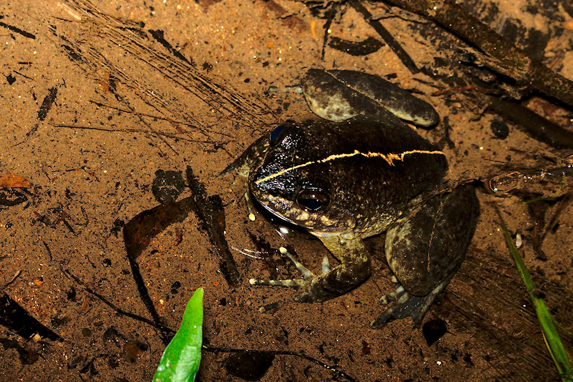 Mantidactylus guttulatus Frog at Mantadia, identified as Mantidactylus guttulatus/grandidieri by Mark D. Scherz, MSc, ZSM &amp; Ludwig-Maximilians Universit&auml;t, Munich Geotagged,Madagascar,Mantidactylus guttulatus,Spring