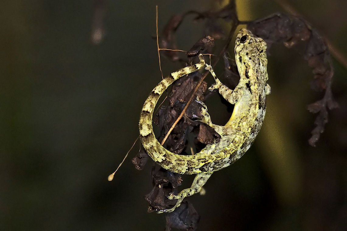 Lygodactylus miops Gecko seen during night walk Geotagged,Günther's dwarf gecko,Lygodactylus miops,Madagascar,Spring