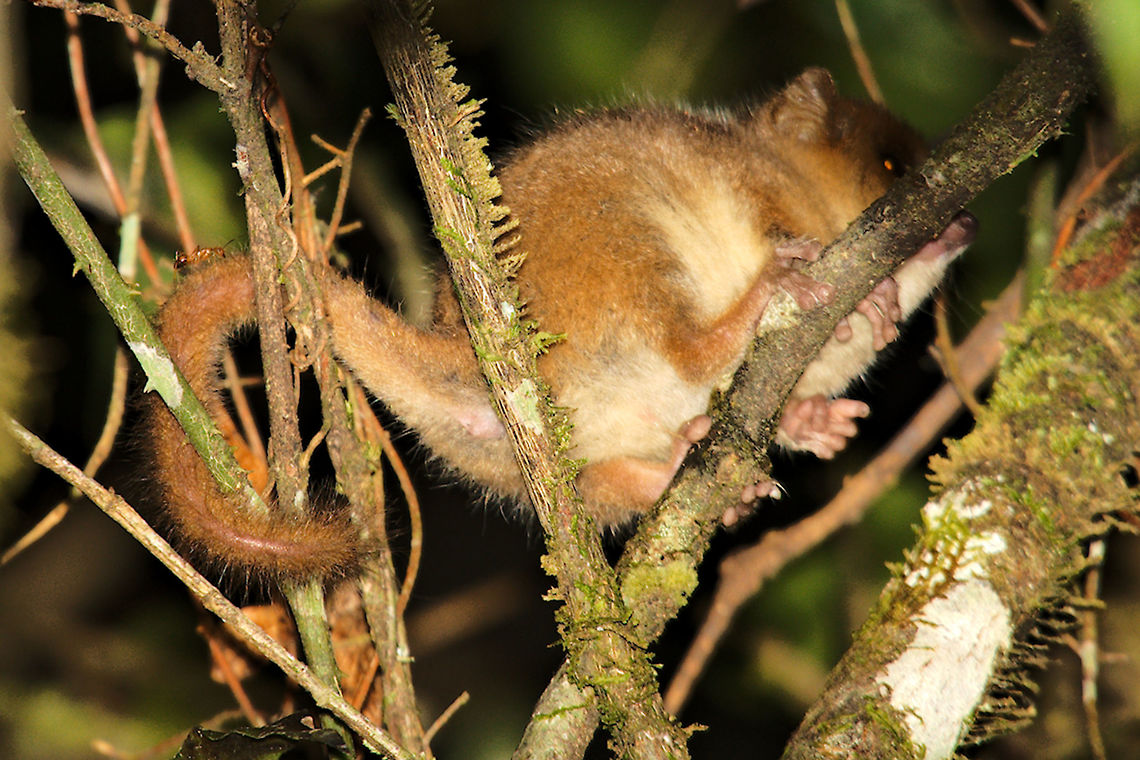 Microcebus lehilahytsara Goodman&#039;s mouse lemur at night at Andasibe. <br />
Taken with 1/250 s, 500 mm, f/8.0, ISO 400 and dimmed beamer-flash Geotagged,Goodmans mouse lemur,Madagascar,Microcebus lehilahytsara,Spring