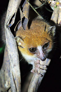 Microcebus lehilahytsara Lemur Goodman's mouse lemur at night at Andasibe. 
Taken with 1/250 s, 500 mm, f/8.0, ISO 14'400, no flash, torch light Geotagged,Goodmans mouse lemur,Madagascar,Microcebus lehilahytsara,Spring
