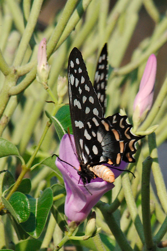 Mad Giant Swallowtail Pharmacophagus_antenor seen at lodge de la saline Fall,Geotagged,Madagascar,Madagascar giant swallowtail,Pharmacophagus antenor,Spring