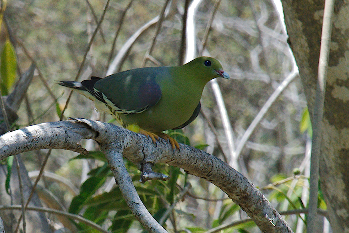 Mad Green Pigeon perched bird Geotagged,Madagascan green pigeon,Madagascar,Spring,Treron australis