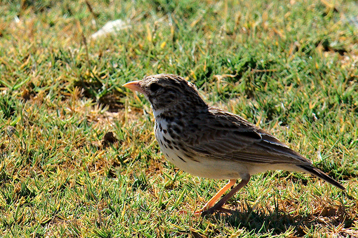 Mad Lark seen near a sweet-water lake at Toliara Eremopterix hova,Geotagged,Madagascan lark,Madagascar,Spring