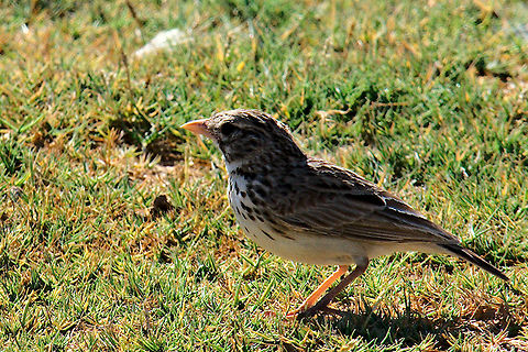 Mad Lark seen near a sweet-water lake at Toliara Eremopterix hova,Geotagged,Madagascan lark,Madagascar,Spring