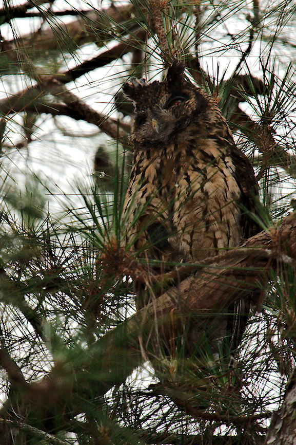 Mad Long-eared Owl seen close to the road near Mitsinjo Asio madagascariensis,Geotagged,Madagascan owl,Madagascar,Spring