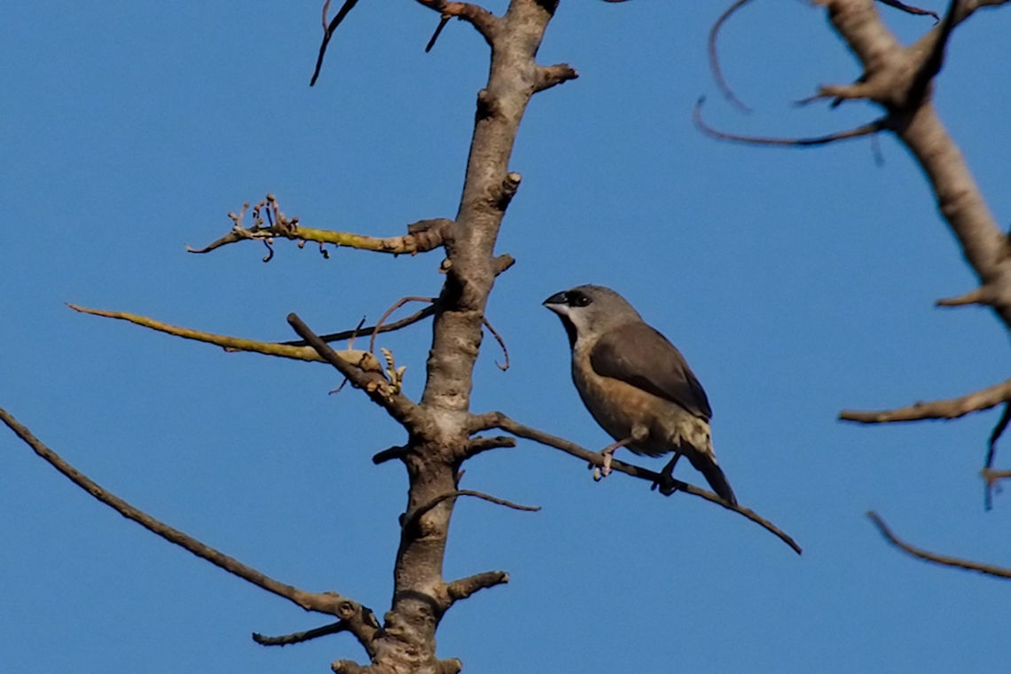 Mad Mannikin Perched in the Garden Antsirabe,Geotagged,Lepidopygia nana,Madagascan mannikin,Madagascar,Spring