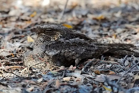 Mad Nightjar with 2 chicks Mad Nightjar with 2 chicks Caprimulgus madagascariensis,Geotagged,Madagascar,Madagascar Nightjar,Spring