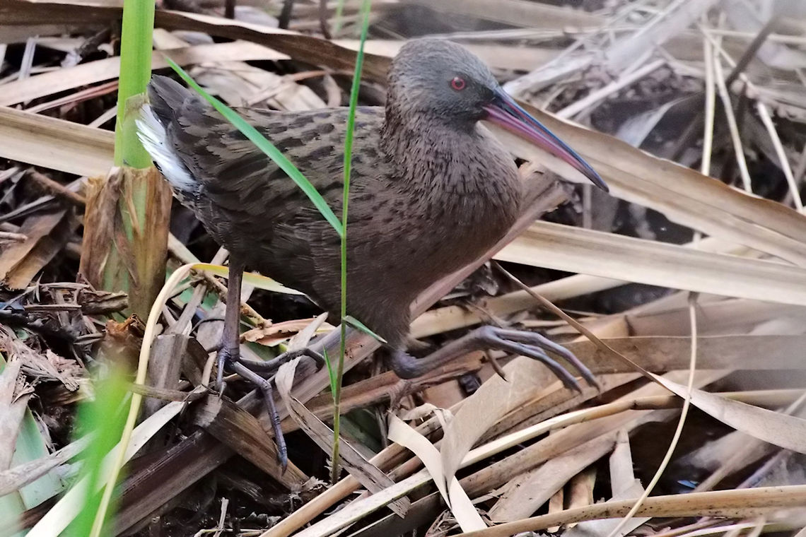 Madagascan Rail Madagascan Rail, found in the swamps near Mantadia NP Geotagged,Madagascan rail,Madagascar,Rallus madagascariensis,Spring