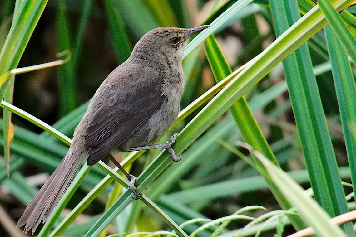 Mad Swamp Warbler Mad Swamp Warbler at the swamps close to Mantadia Acrocephalus newtoni,Geotagged,Madagascan swamp warbler,Madagascar,Spring