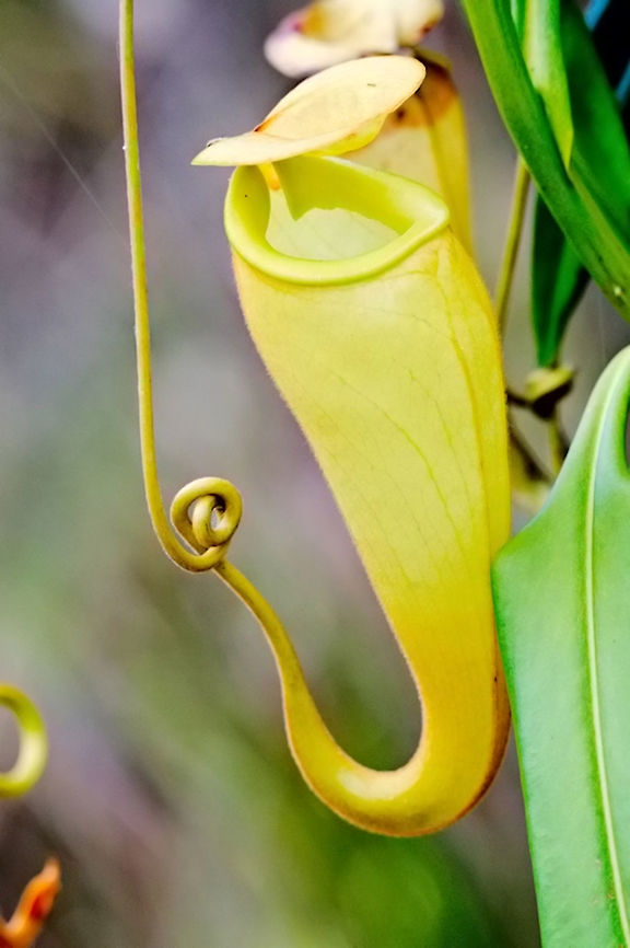 Nepenthes madagascariensis  Nepenthes madagascariensis at Palmarium Geotagged,Madagascar,Nepenthes madagascariensis,Spring,nepenthes madagascariensis