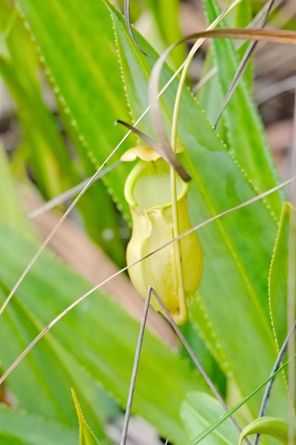 Nepenthes masoalensis Nepenthes masoalensis at Palmarium Geotagged,Madagascar,Nepenthes masoalensis,Spring,nepenthes masoalensis