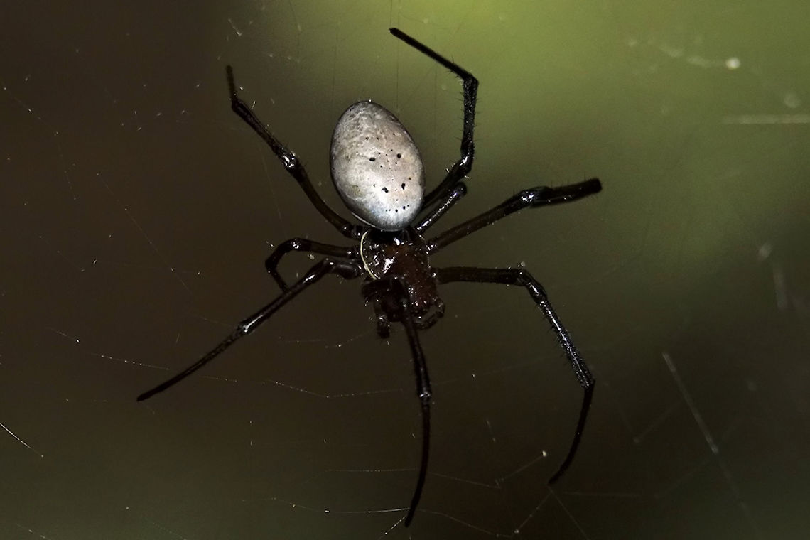 Nephilingis livida Spider seen during night walk Geotagged,Madagascar,Nephilingis livida,Spring,nephilingis livida