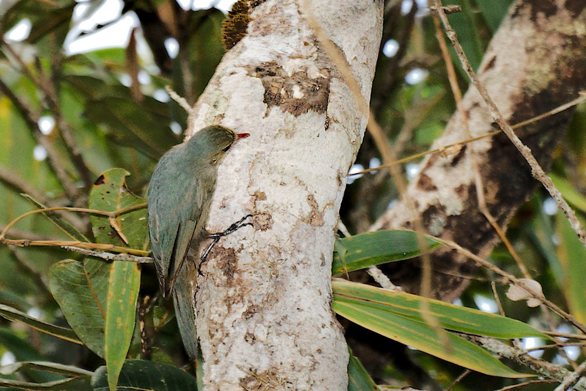 Nuthatch Vanga Nuthatch Vanga, female flying in with a flock of vangas, near Orchids garden Mitsinjo NP  Geotagged,Hypositta corallirostris,Madagascar,Nuthatch vanga,Spring