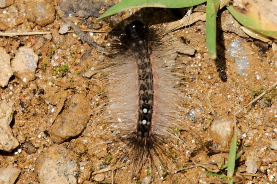 Caterpillar unknown caterpillar Geotagged,Madagascar,Spring
