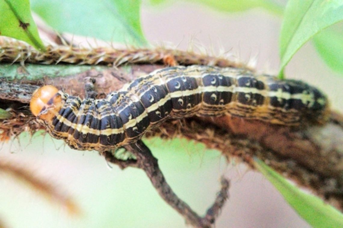 another Caterpillar another Caterpillar, unknown Geotagged,Madagascar,Spring