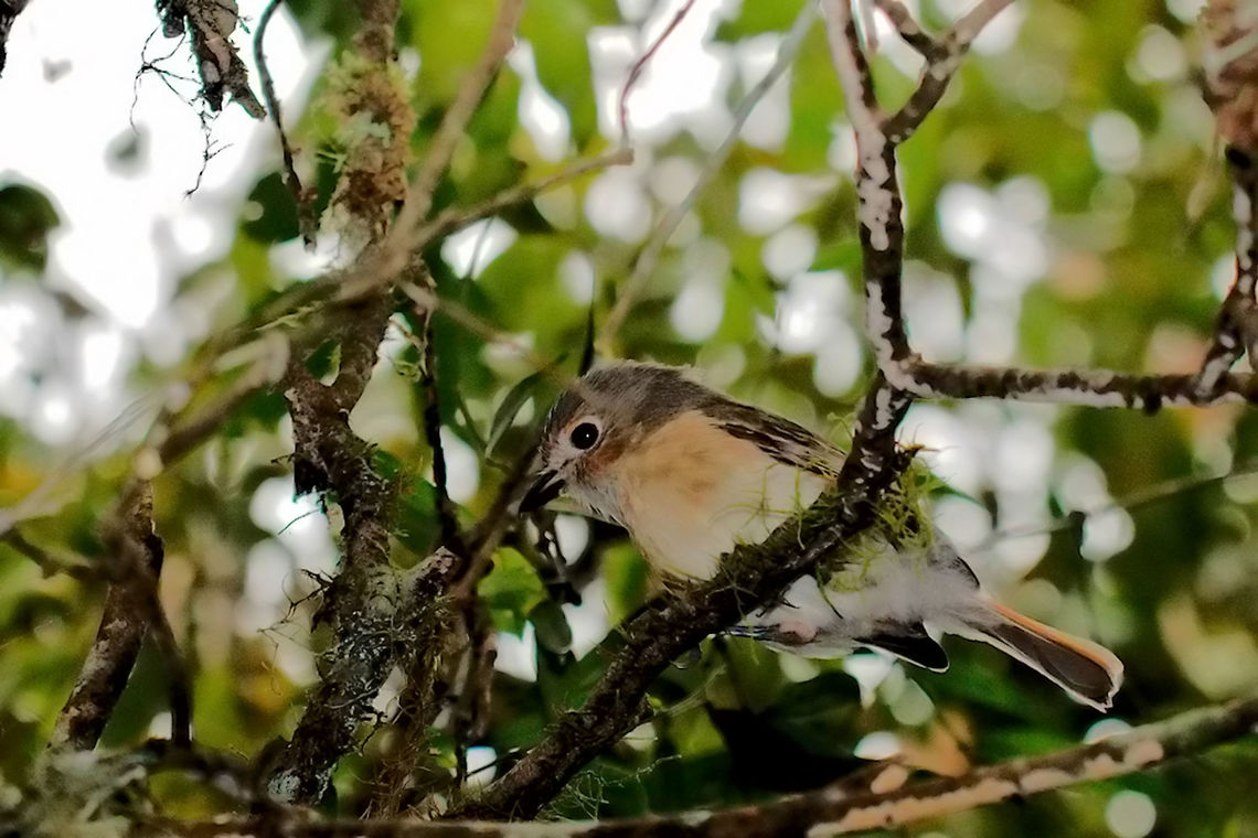 Red-tailed Vanga, female Male we had in here, now the missing female Calicalicus madagascariensis,Geotagged,Madagascar,Red-tailed vanga,Spring