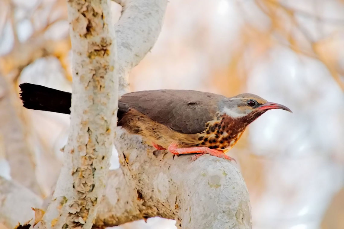 Subdesert Mesite, female The missing female, emancipation is on! Geotagged,Madagascar,Monias benschi,Spring,Subdesert mesite