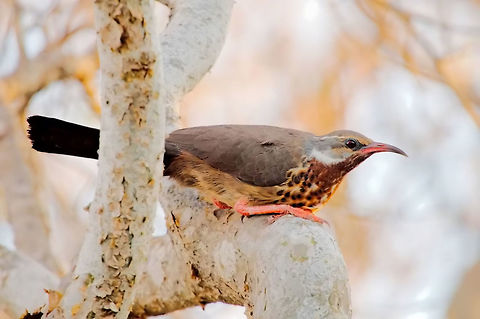 Subdesert Mesite, female The missing female, emancipation is on! Geotagged,Madagascar,Monias benschi,Spring,Subdesert mesite