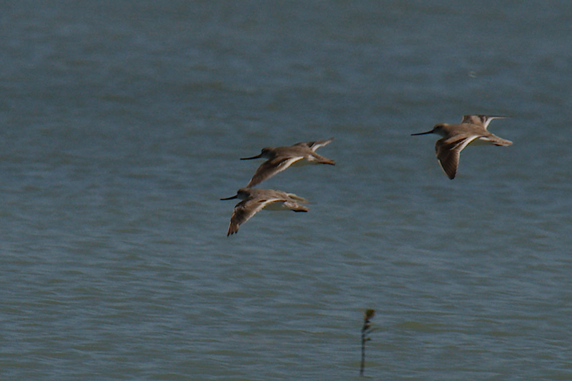 Terek Sandpiper flying Sandpiper flying Geotagged,Madagascar,Spring,Terek sandpiper,Xenus cinereus