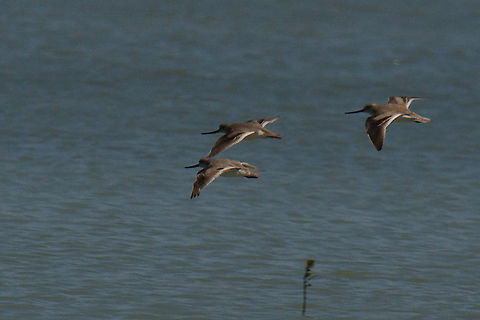 Terek Sandpiper flying Sandpiper flying Geotagged,Madagascar,Spring,Terek sandpiper,Xenus cinereus
