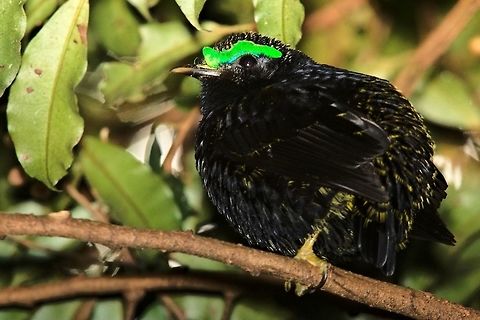 Velvet Asity, male Velvet Asity, male, dimmed flash Geotagged,Madagascar,Philepitta castanea,Spring,Velvet asity