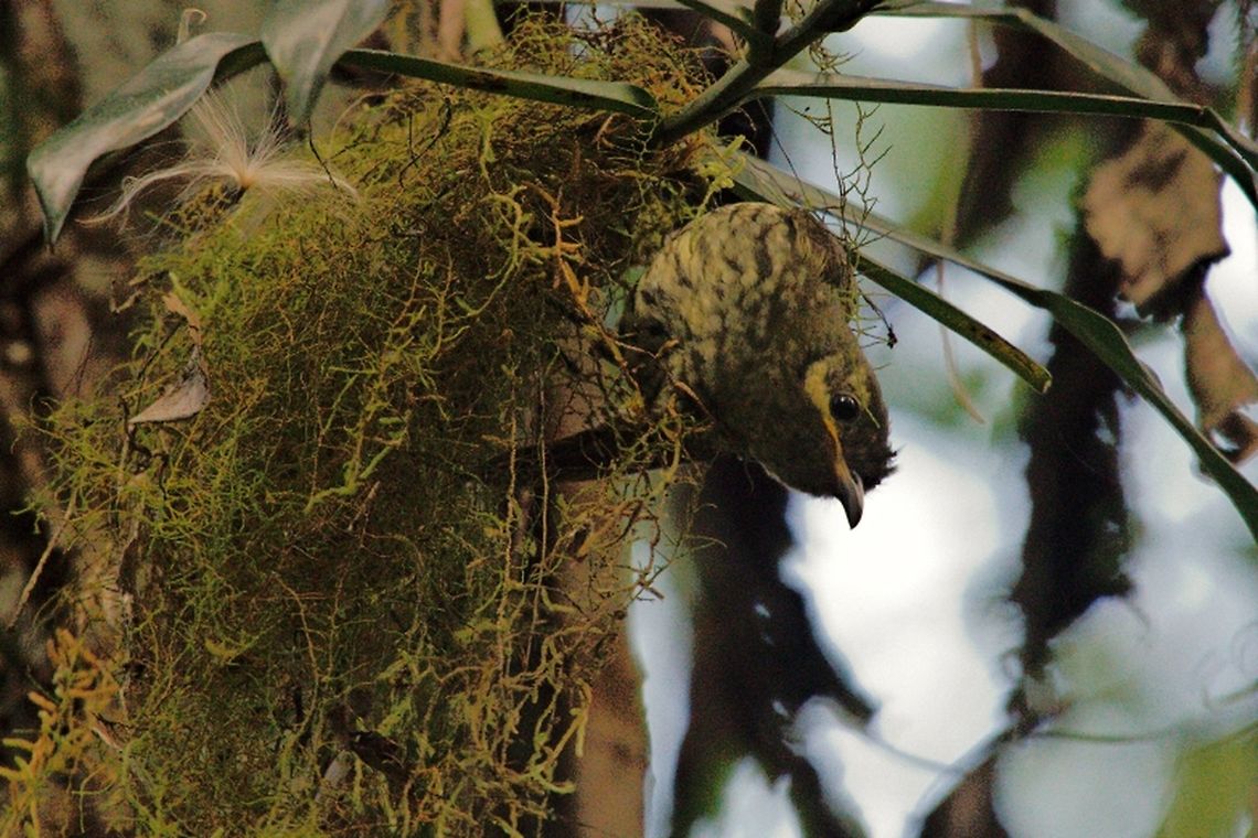 Velvet Asity female, leaving its nest Velvet Asity female, leaving its nest Geotagged,Madagascar,Philepitta castanea,Spring,Velvet asity