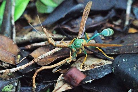 Wasp eating Stick-insect Wasp eating Stick-insect, uncommon finding, our guide said: only seen twice before Geotagged,Madagascar,Spring,Stick insect,Wasp