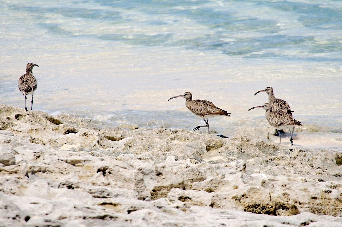 Whimbrels at the beach Group of birds at the shore of Nosy Ve Geotagged,Madagascar,Nosy Ve,Numenius phaeopus,Spring,Whimbrel