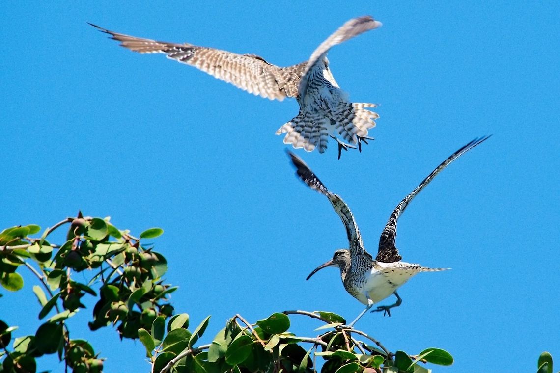 Whimbrel, Group landing Whimbrel, Group landing Geotagged,Madagascar,Numenius phaeopus,Spring,Whimbrel