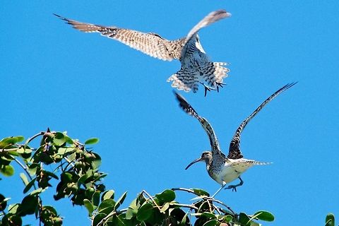 Whimbrel, Group landing Whimbrel, Group landing Geotagged,Madagascar,Numenius phaeopus,Spring,Whimbrel