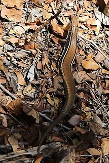 Karsten's Girdled Lizard