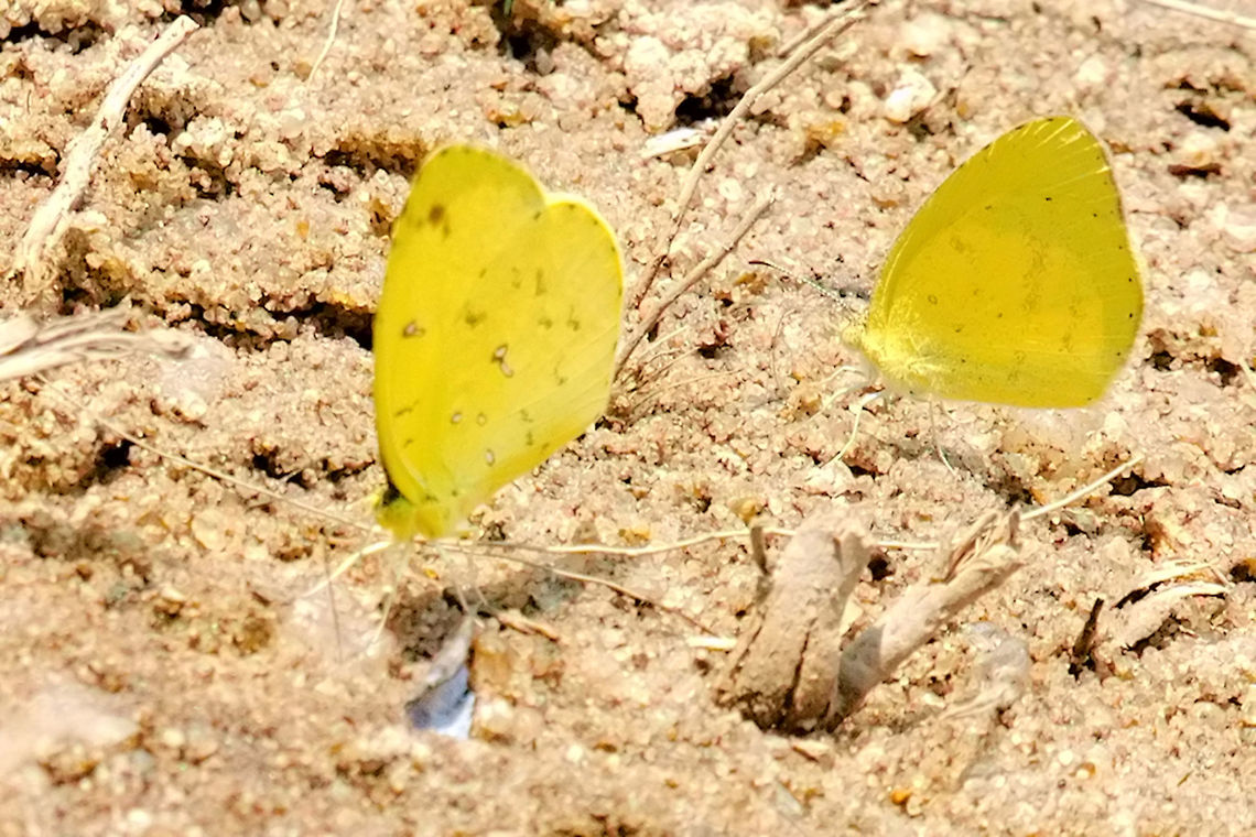 Eurema brigitta  Eurema brigitta,Geotagged,Madagascar,Small grass yellow,Spring