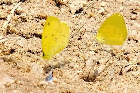 Eurema brigitta  Eurema brigitta,Geotagged,Madagascar,Small grass yellow,Spring