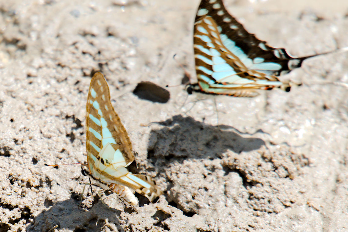Graphium evombar seen on the road to Kirindy NP Geotagged,Graphium evombar,Kirindy Reserve,Madagascar,Spring