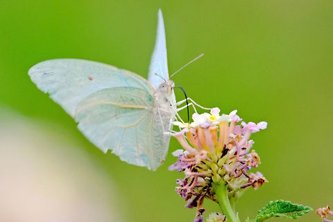 Catopsilia florella Butterfly seen near Antsirabe/Betafo Catopsilia florella,Geotagged,Madagascar,Spring