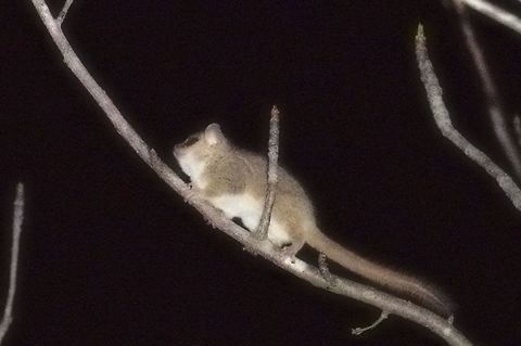 Madame Berthe's Mouse Lemur seen during night walk at Lodge la Saline Geotagged,Madagascar,Madame Berthes mouse lemur,Microcebus berthae,Spring