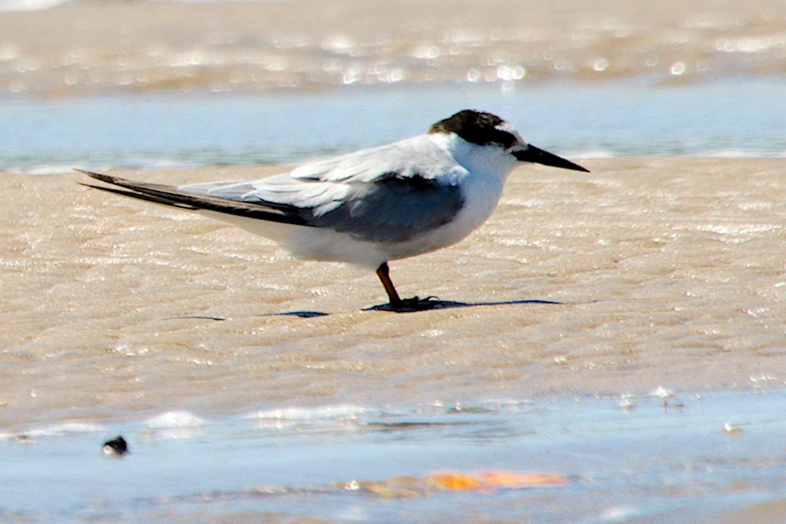 Lesser Crested Tern Lesser Crested Tern posing for the photographer Geotagged,Lesser crested tern,Madagascar,Spring,Thalasseus bengalensis