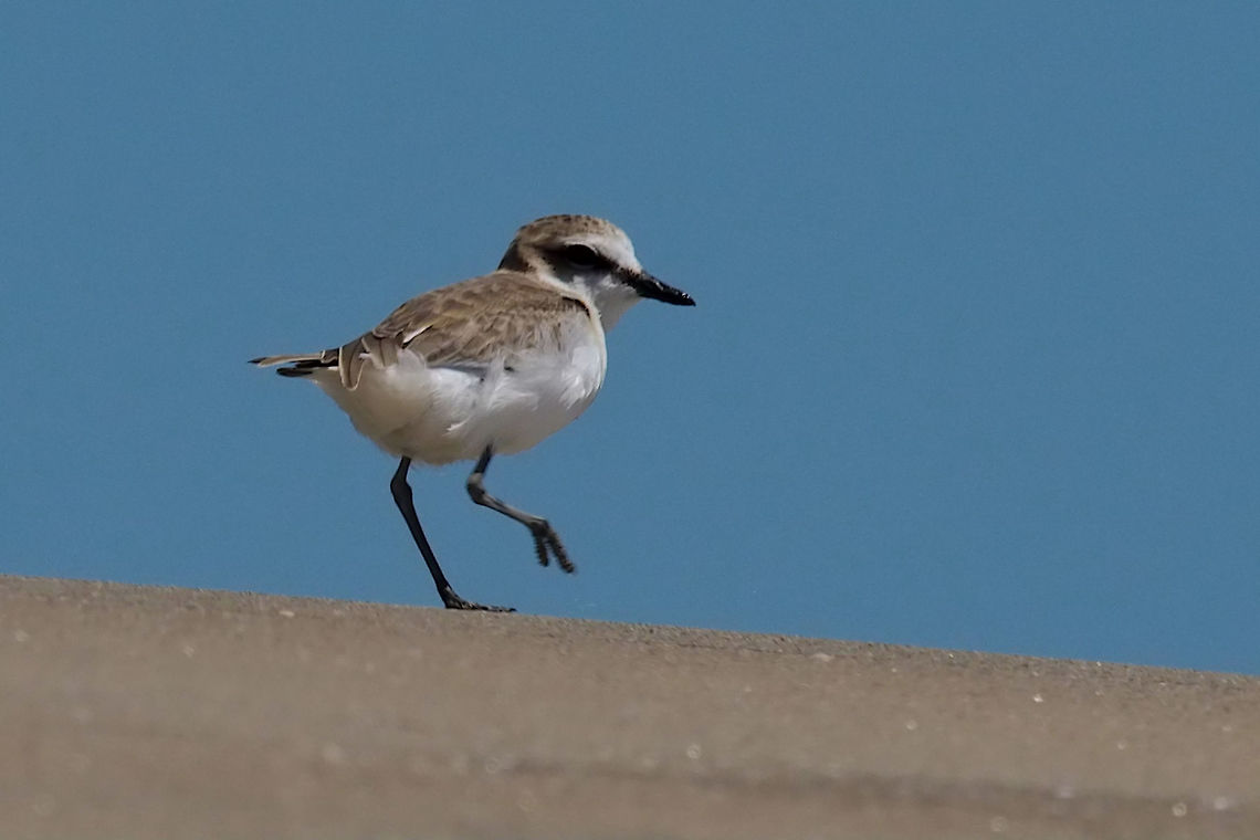 White-fronted Plover White-fronted Plover at Lodge la Saline/Mania Delta Charadrius marginatus,Geotagged,Madagascar,Spring,white-fronted plover