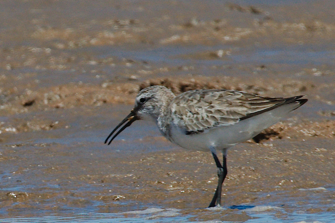 Curlew Sandpiper Curlew Sandpiper at Mania Delta, Sandbank, some small fish Calidris ferruginea,Curlew sandpiper,Geotagged,Madagascar,Spring