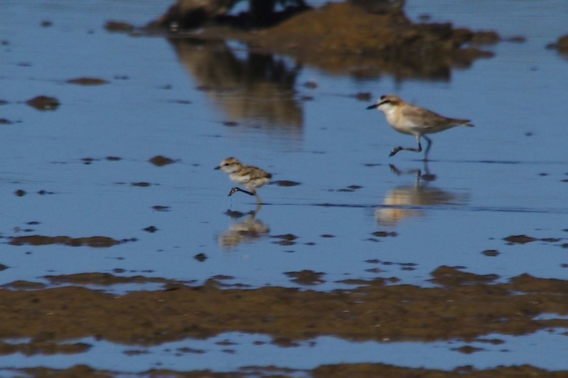 White-fronted Plover with chick note the already synchronous movement! Charadrius marginatus,Geotagged,Madagascar,Spring,white-fronted plover