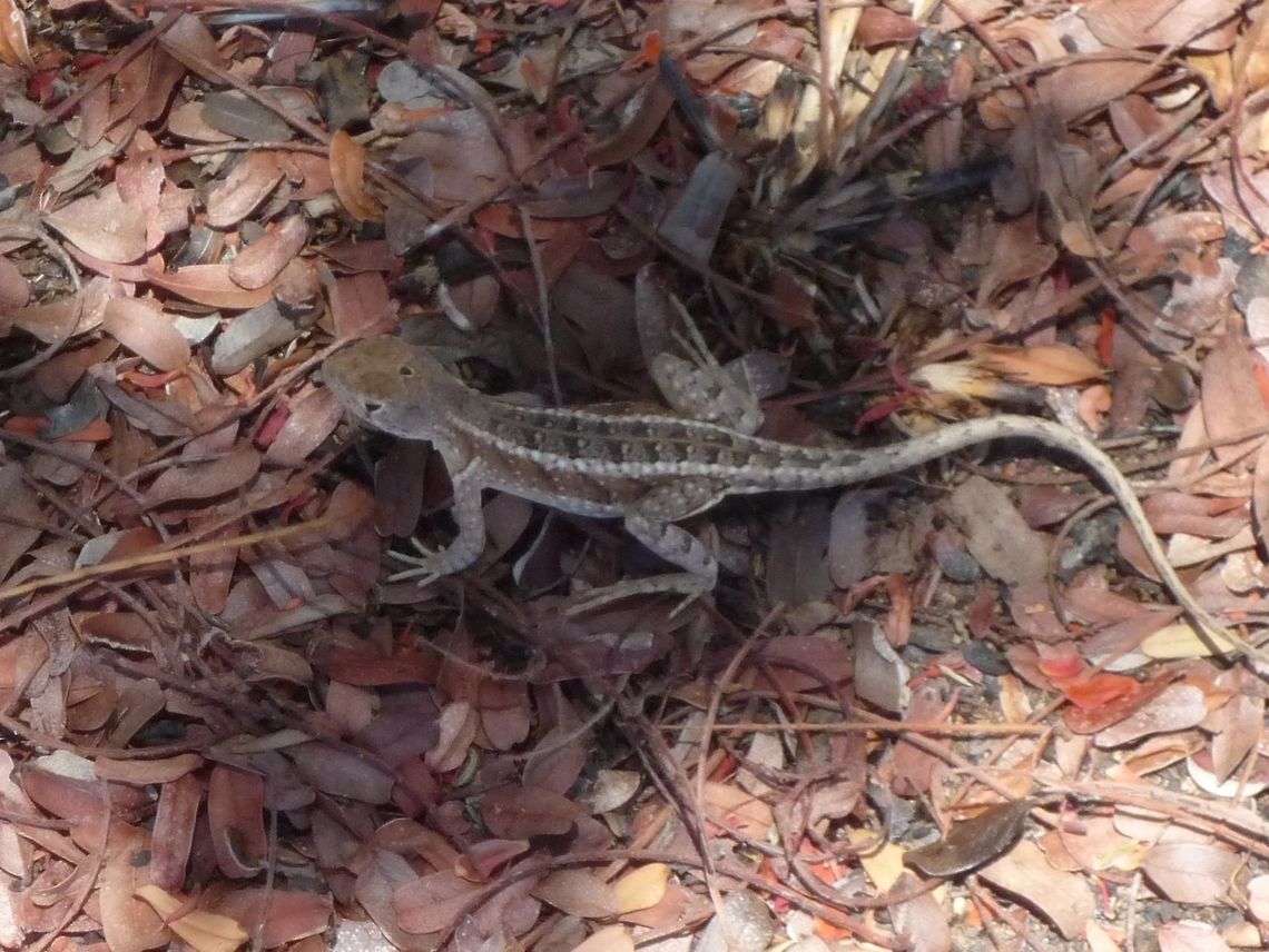 Chalarodon madagascariensis Just another one, to give the first and only (and way nicer documented one) some company Chalarodon madagascariensis,Geotagged,Madagascar,Spring