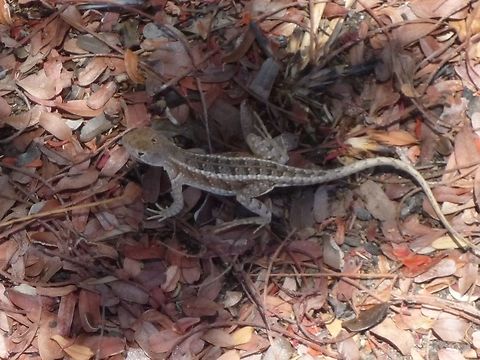 Chalarodon madagascariensis Just another one, to give the first and only (and way nicer documented one) some company Chalarodon madagascariensis,Geotagged,Madagascar,Spring