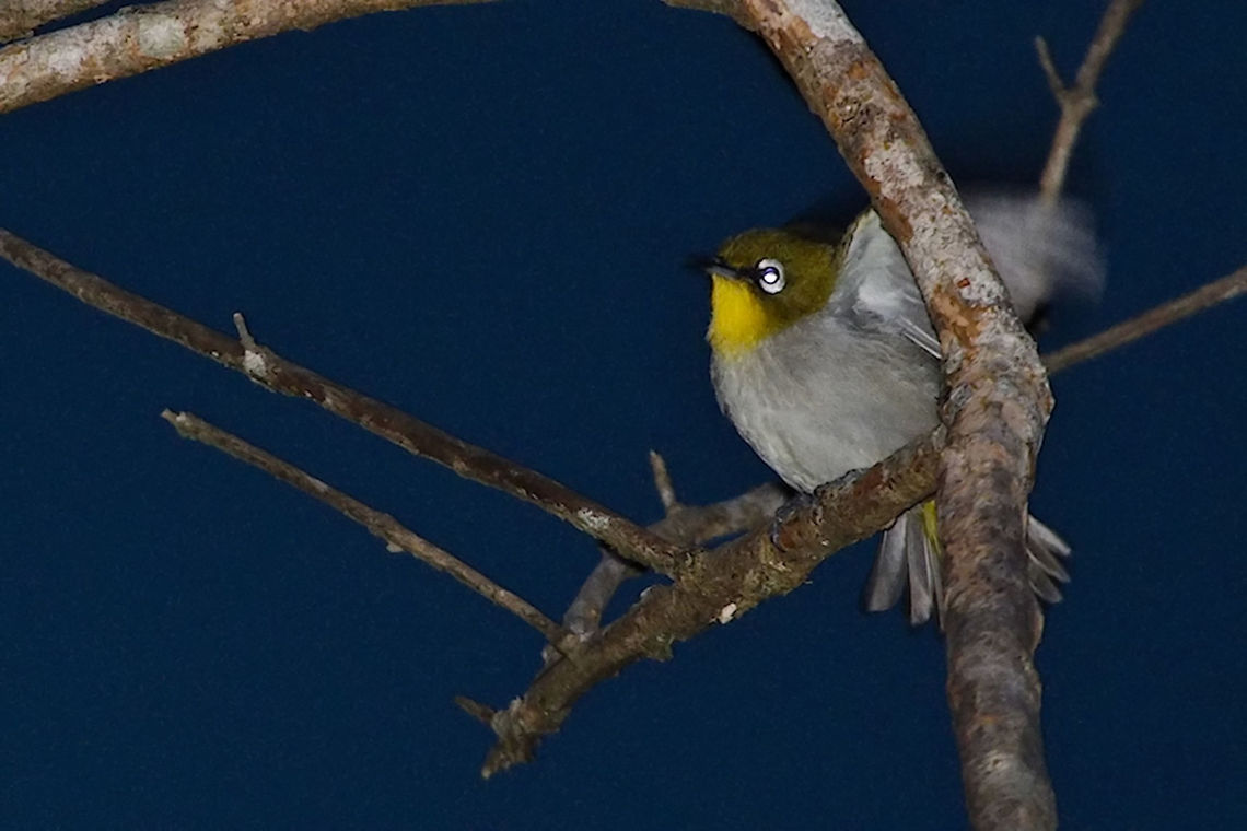 Mad White-eye Bird fhashed in the dawn while waiting for night-walk Geotagged,Madagascar,Malagasy White-eye,Spring,Zosterops maderaspatanus