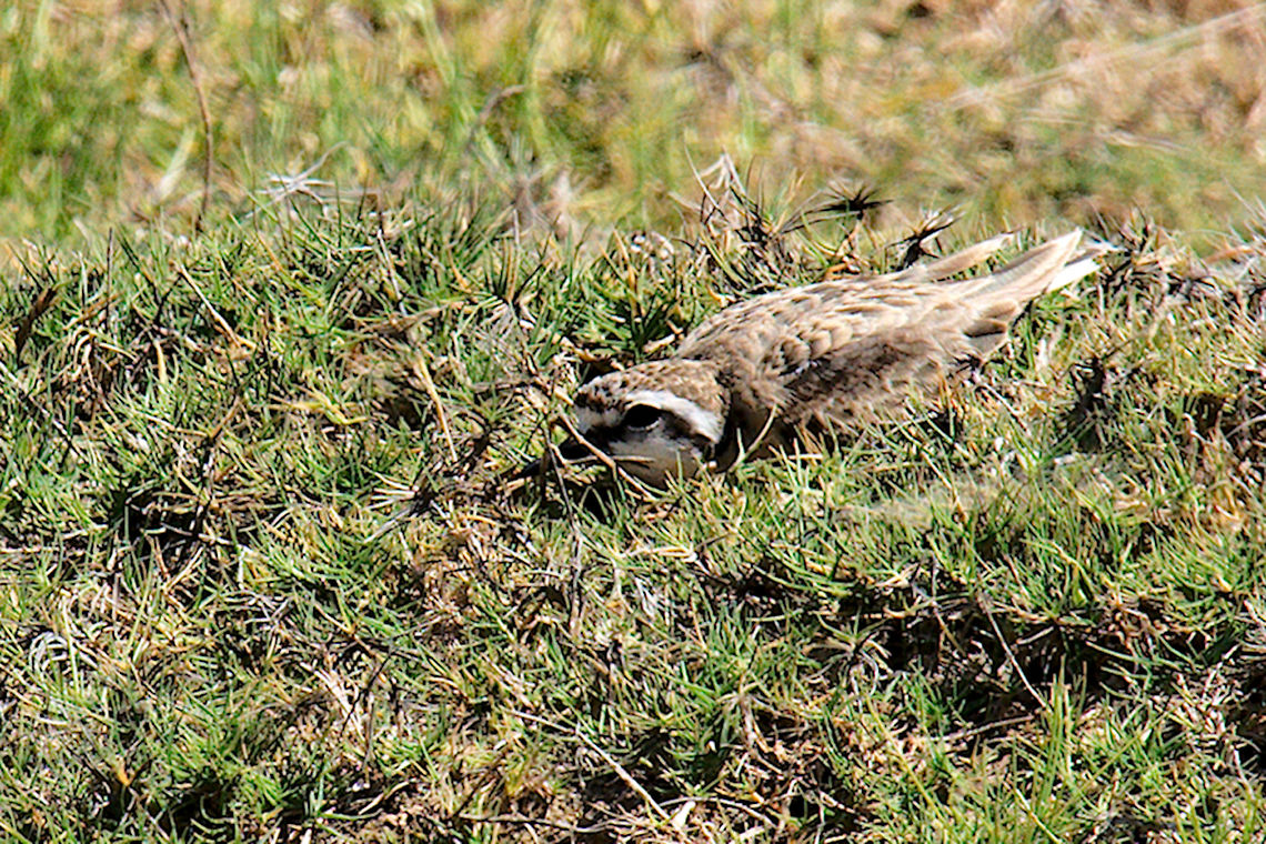 Kittlitz Plover Kittlitz Plover playing hide and seek with the photographer Charadrius pecuarius,Geotagged,Kittlitz's plover,Madagascar,Spring