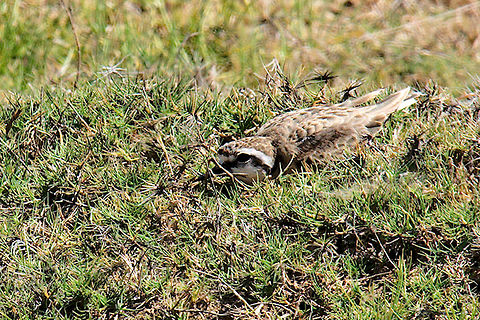 Kittlitz Plover Kittlitz Plover playing hide and seek with the photographer Charadrius pecuarius,Geotagged,Kittlitz's plover,Madagascar,Spring