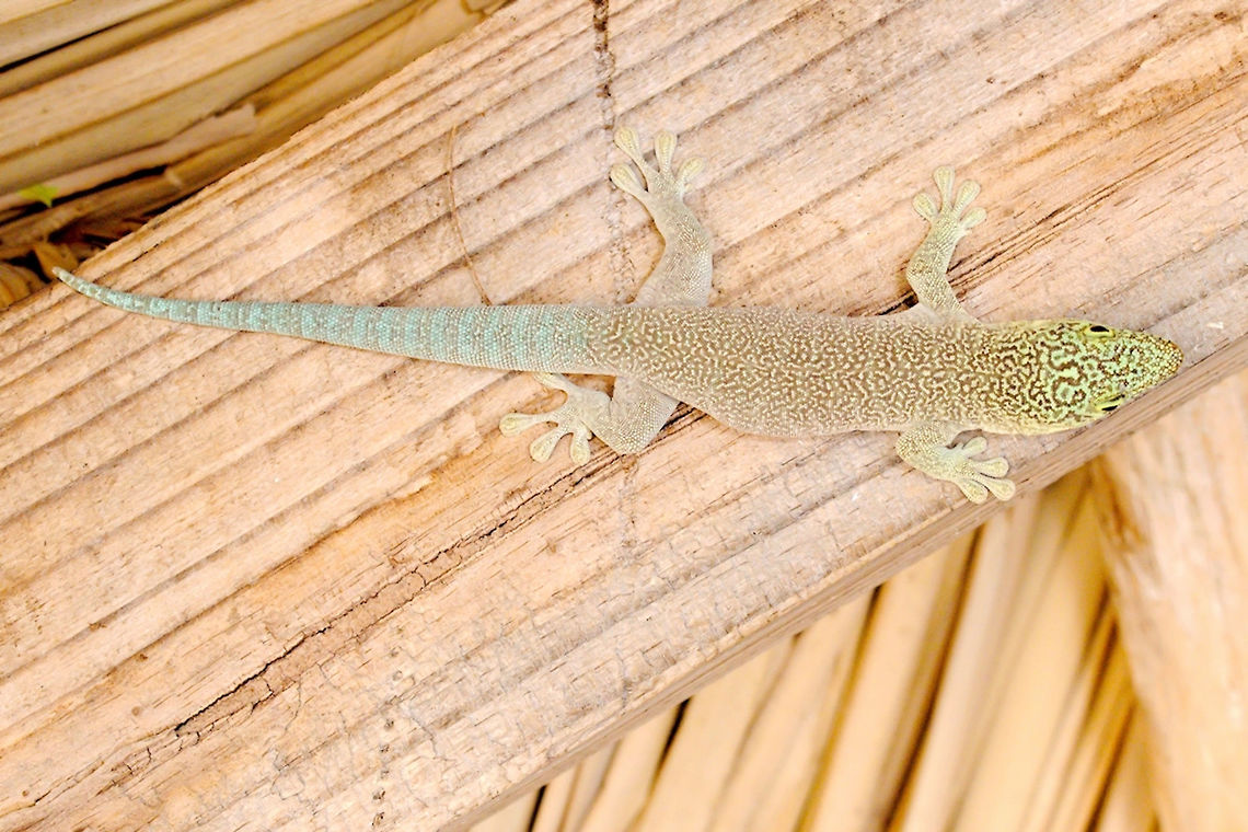 Phelsuma standingi at the reception Geotagged,Madagascar,Phelsuma standingi,Spring,Standings day gecko